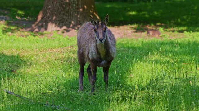 Apennine chamois, Rupicapra pyrenaica ornata, is living in the Abruzzo-Lazio-Molise National Park in Italy and the Pyrenees in Spain