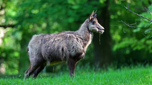 Apennine chamois, Rupicapra pyrenaica ornata, is living in the Abruzzo-Lazio-Molise National Park in Italy and the Pyrenees in Spain