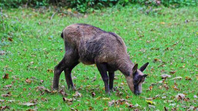 Apennine chamois, Rupicapra pyrenaica ornata, is living in the Abruzzo-Lazio-Molise National Park in Italy and the Pyrenees in Spain