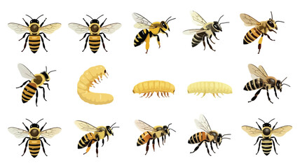 Honey Bee Flying Insect Vector Cartoon Set, Winged Buzz Bug with Yellow Stripes and Sting, Beekeeping and Mead Honeycraft Concept Illustration Collection Isolated on White Background
