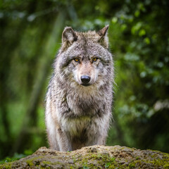 Portrait of european gray wolf in the forest - France © Willy Mobilo