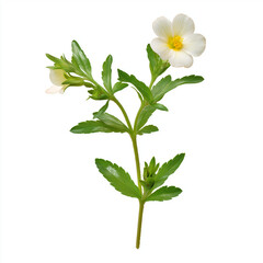 white flower isolated on white