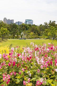 A springtime view of a garden with blooming hollyhocks.