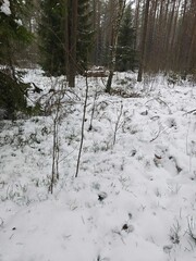 forest in winter