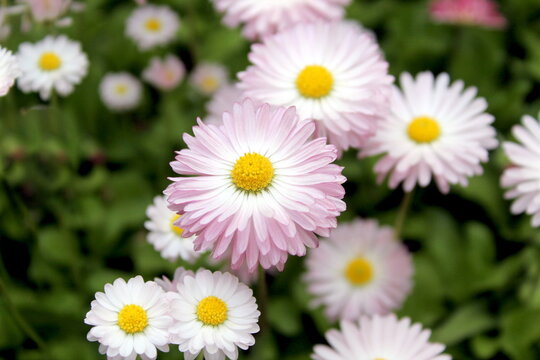 Beautiful erigeron flowers bloom in a flowerbed.	