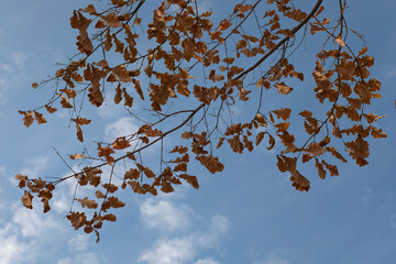 Photograph of an autumn oak branch against a blue sky with clouds