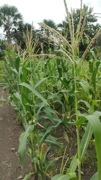cornflowers in the afternoon defocused background