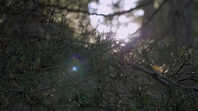 Soleil &agrave; travers branchage