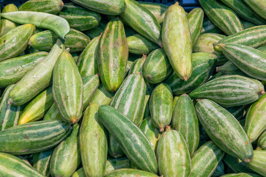 Freshly harvested pointed gourds piled high, showcasing their vibrant green striped skin and healthy appearance
