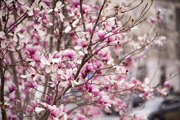 Obraz premium Blooming magnolia tree with pink flowers close up. Springtime background.