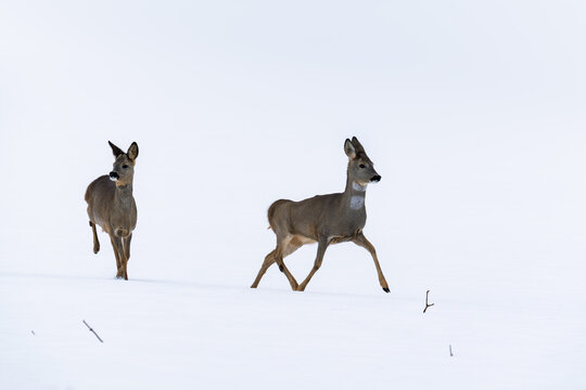 deer in snow (260204-098)