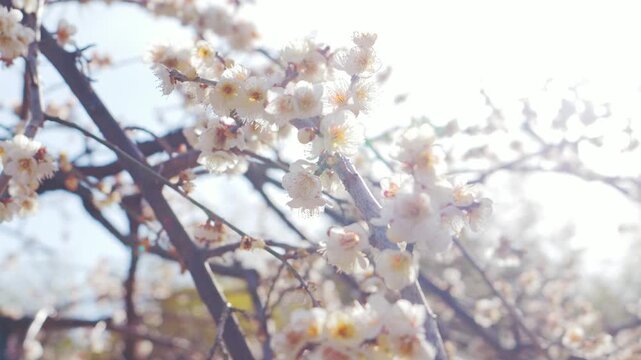White Plum Blossoms Against Blue Sky in Spring &ndash; Soft Bokeh Close-Up (Shallow Depth of Field)