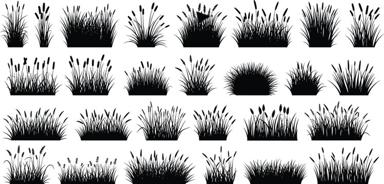 Collection of black meadow grass silhouettes including wild field plants marsh reeds and decorative stalks isolated on white background for natureCollection ite background for nature