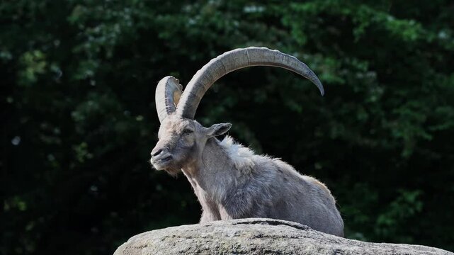 Alpine ibex, Capra ibex also known as the steinbock or bouquetin, is a species of wild goat that lives in the mountains of the European Alps.