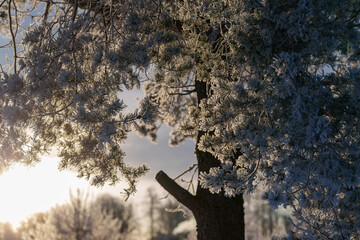 silhouette of a tree in winter