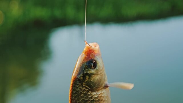 Fish hangs on hook beside pond as warm sunset light glows softly