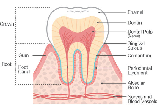Structure of the Tooth Anatomy Diagram, Crown Root Enamel Dentin Gum Illustration