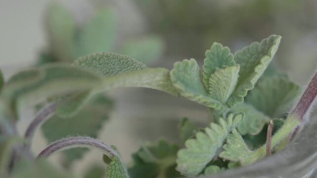 Close-up of fresh organic green herb leaves with textured surface, possibly sage or mint. Healthy plant-based ingredient for vegetarian cooking and natural wellness remedies.