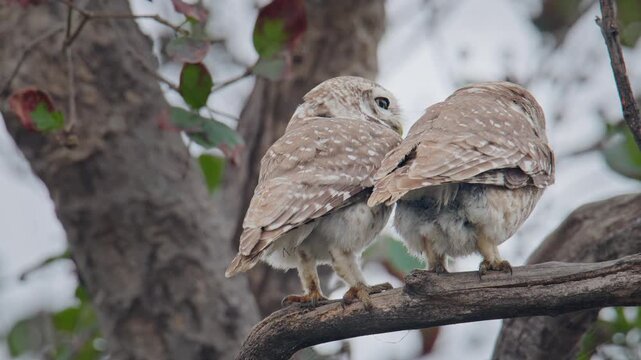 owl kissing, Two spotted owlets perched closely on branch showing bonding behavior and pair interaction in natural habitat.