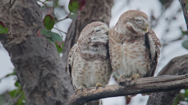 Two spotted owlets sitting side by side on branch displaying bonding and courtship behavior in natural surroundings.