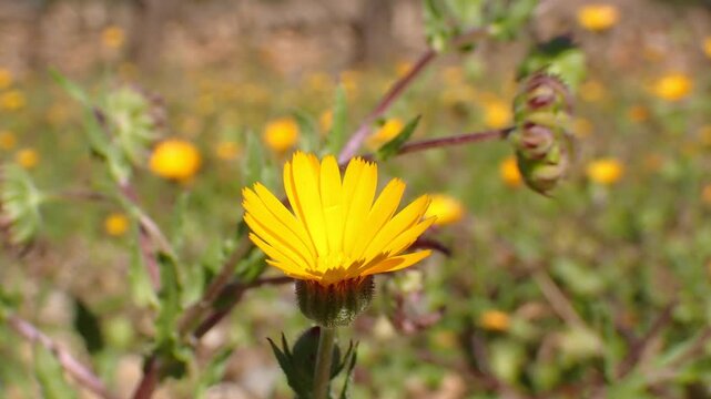 Yellow Wildflower Opening at Sunrise, Spring Time Lapse with Blurred Floral Background