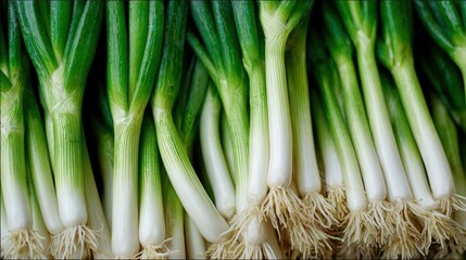 Close-up of fresh spring onions with roots, showing green stalks and white bulbs