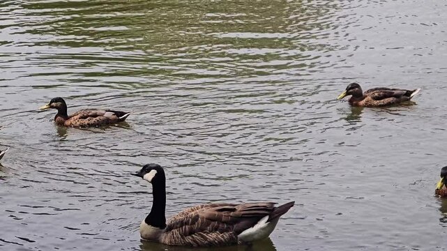 Waterfowl on a lake: A group of mallards and a Canada goose swim together.