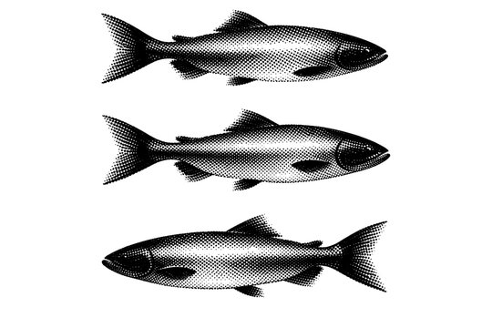 Fish minimal object tail-focused profile emphasizing caudal fin shape and body taper represented in three side perspectives. Black and white