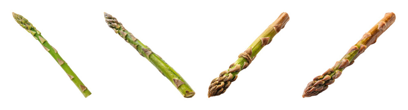 Fresh green asparagus spears isolated PNG set with isolated on transparent background