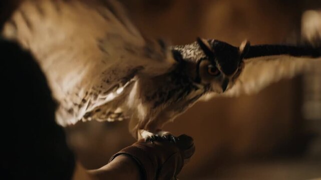 Person holding a brown owl.