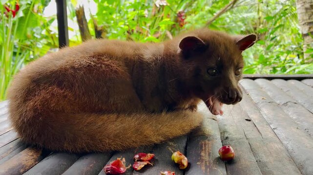 Luwak animal eating raw coffee berries in the Luwak coffee farm in Bali Indonesia
