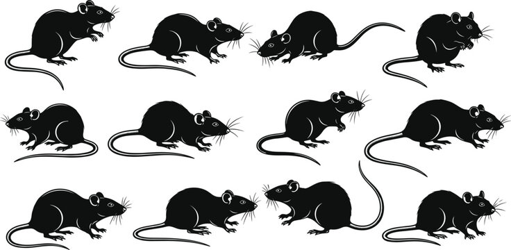 Collection of black rat silhouettes in various sitting and walking poses with rodent footprints isolated on white background for pestCollection of black rat silhouettes in 
