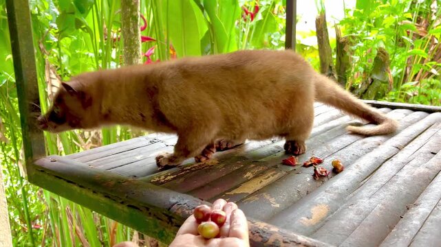 Luwak animal eating raw coffee berries in the Luwak coffee farm in Bali Indonesia