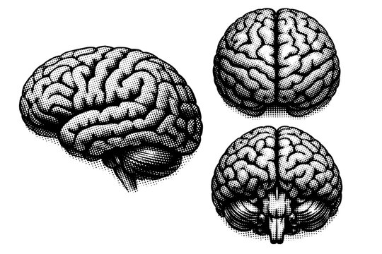 Human brain object cerebral cortex form represented as one detailed brain object presented in three distinct angles highlighting gyri and