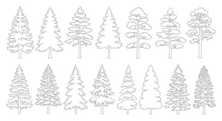 Collection of detailed line drawings illustrating various types of coniferous trees. © gita