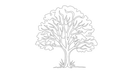 Obraz premium A detailed line drawing of a deciduous tree with a thick trunk and a full canopy of leaves, set against a white background.