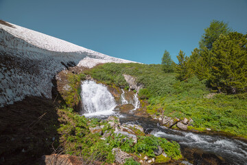 Big waterfall flows from mossy rock under snow cornice in sunny day. Green alpine scenery with pure mountain creek among wild lush flora in bright sun. Large river source under snowfield in sunlight. © Daniil