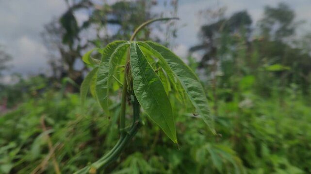 Green leaves of cassava macro footage