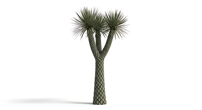 Extinct Carboniferous Lepidodendron Scale Tree with Diamond Pattern Bark Bifurcating Twin Crown and Radiating Needle Leaf Rosettes Full Body Isolated on Pure White Background