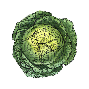 Watercolor Cabbage Head &ndash; Hand Drawn Botanical Vegetable Illustration Isolated on White