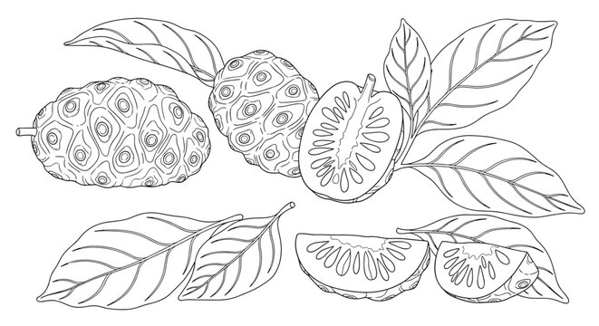 Botanical illustration of whole and sliced noni fruit with large veined leaves on a plain white background.