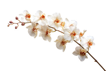 orchid isolated on white background