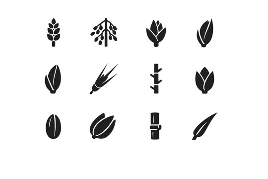Grain Plant Parts. Solid icon set of Grain Plant Parts: spikelet, panicle, floret, lemma, palea, awn, rachis, glume, grain seed, husk, stem