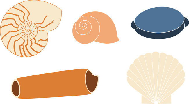 Sea shell collection illustration. Nautilus, scallop, clam and spiral marine shells set. Minimal flat ocean elements isolated on transparent background.