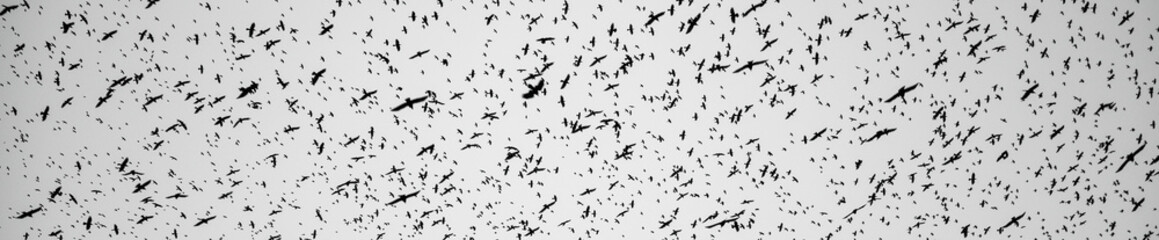 Black silhouettes of flying birds. Crows fly against the grey sky.