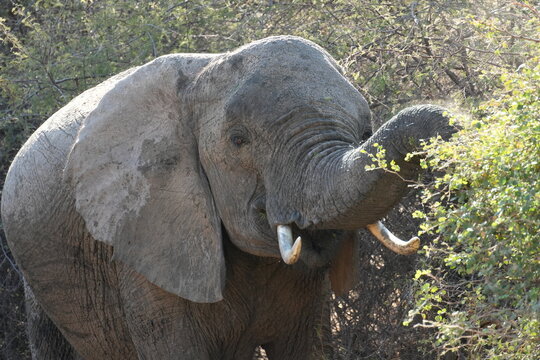 Elefante alimentandose