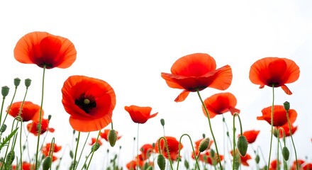 Obraz premium Vibrant poppies on memory day a symbol of remembrance and hope