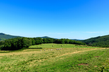 Herd of cows and scattered hay bales in a green open field bordered by dense forest and rolling hills under a clear blue sky in the Morvan countryside. The scene is tranquil, bright, and evokes a © Florent