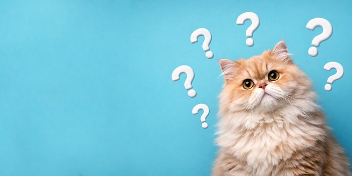Confused persian cat with question marks on blue background, pet expression and curiosity concept