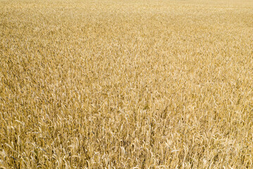 Fototapeta premium Expansive view of a ripe wheat field with dense golden stalks filling the frame, illuminated by bright summer sunlight. The texture is rich and uniform, evoking abundance and tranquility.